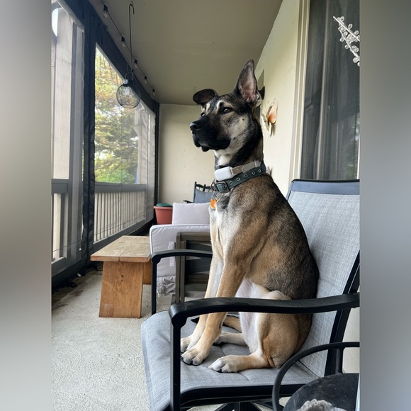 Meet your Posher, Kami - Picture 2 of 2